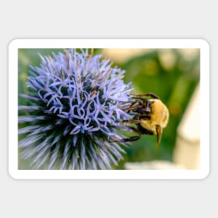 Small Globe Thistle With Bee 10 Sticker